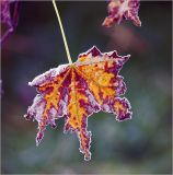 Acer platanoides. Лист в осеннем окрасе со следами погрыза и грибкового заболевания в утреннем инее. Московская обл., Раменский р-н, окр. дер. Хрипань, садовый участок. 30.09.2010.