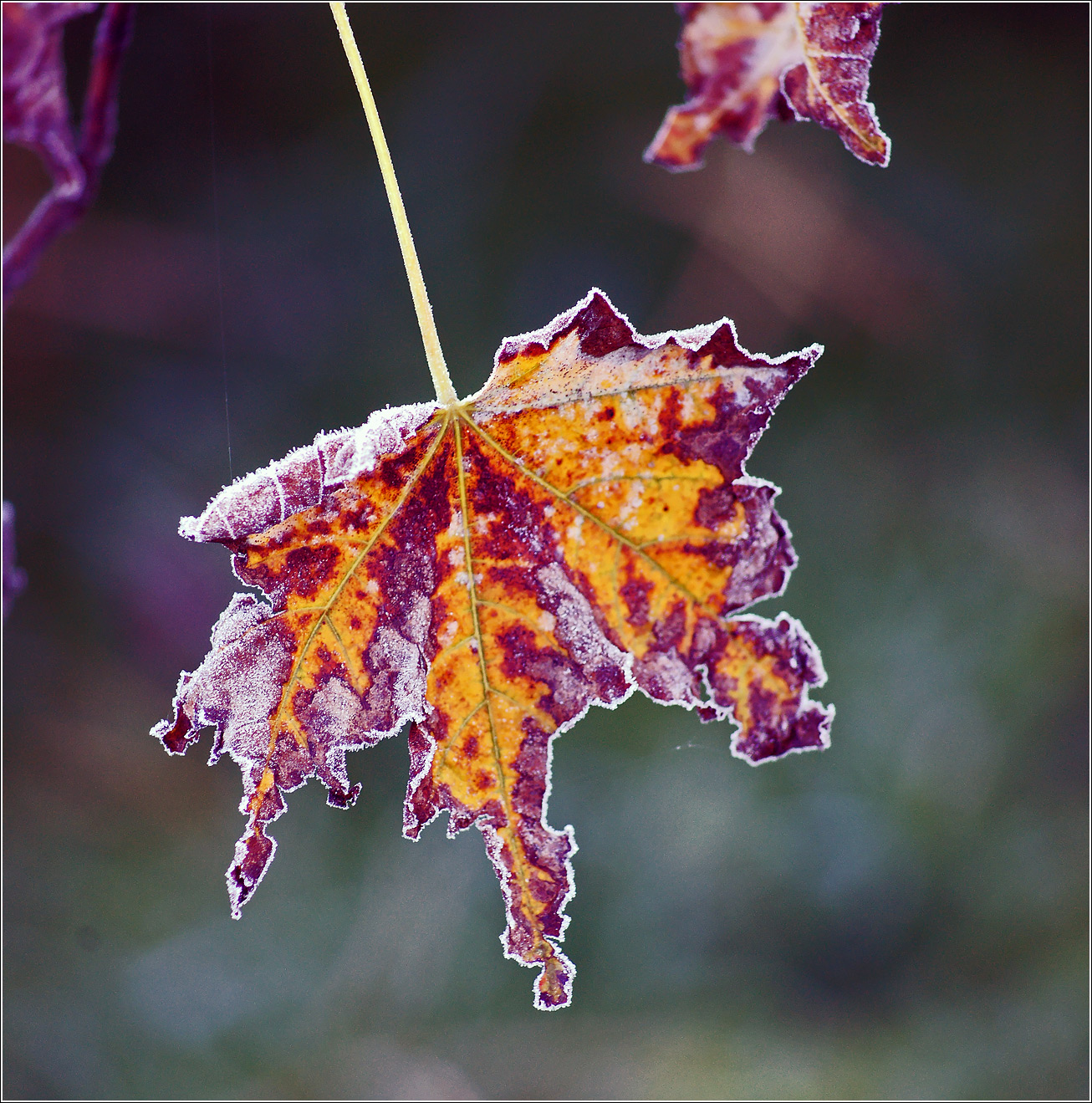 Изображение особи Acer platanoides.