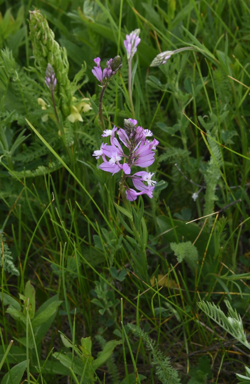 Image of genus Polygala specimen.