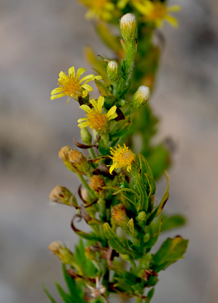 Image of Dittrichia viscosa specimen.