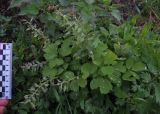 Corydalis tamarae. Куртинка плодоносящих растений. Красноярский край, Ермаковский р-н, пос. Танзыбей, в зарослях сирени. 11.05.2026.