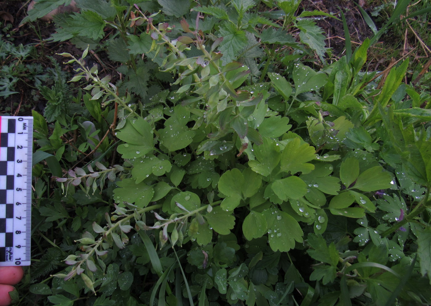 Image of Corydalis tamarae specimen.