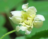 Atragene koreana