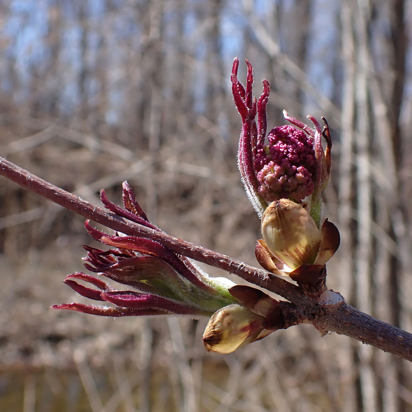 Image of Sambucus sibirica specimen.
