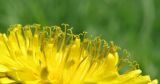 Taraxacum kjellmanii