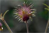 Geum rivale. Плод. Московская обл., Раменский р-н, окр. дер. Хрипань, садовый участок. 04.06.2026.