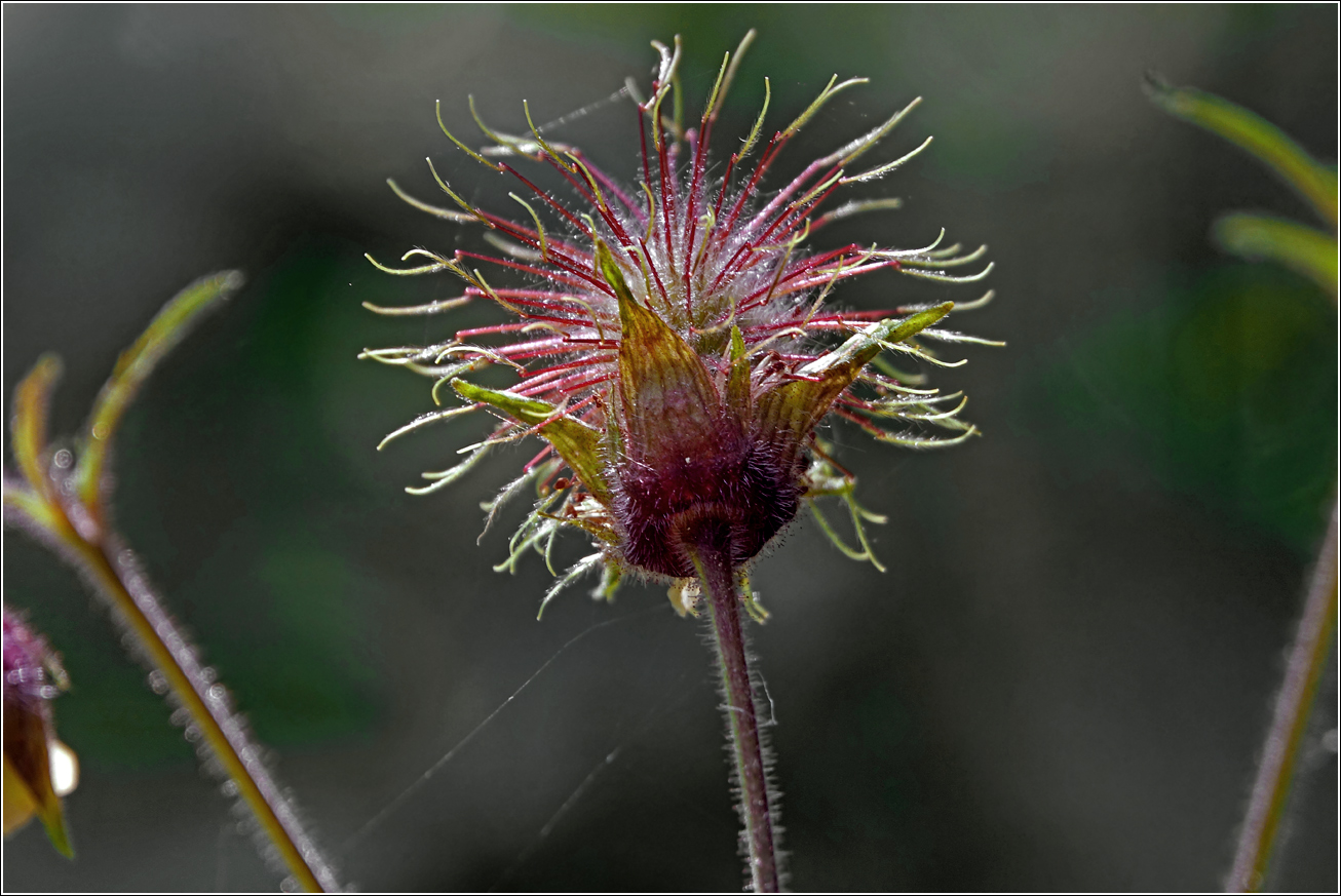 Image of Geum rivale specimen.