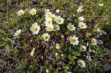 Dryas ajanensis. Цветущие растения. Хабаровский край, р-н имени Лазо, массив горы Ко, гора Столовая, выс. ≈ 1800 м н.у.м., горная тундра. 22.06.2026.