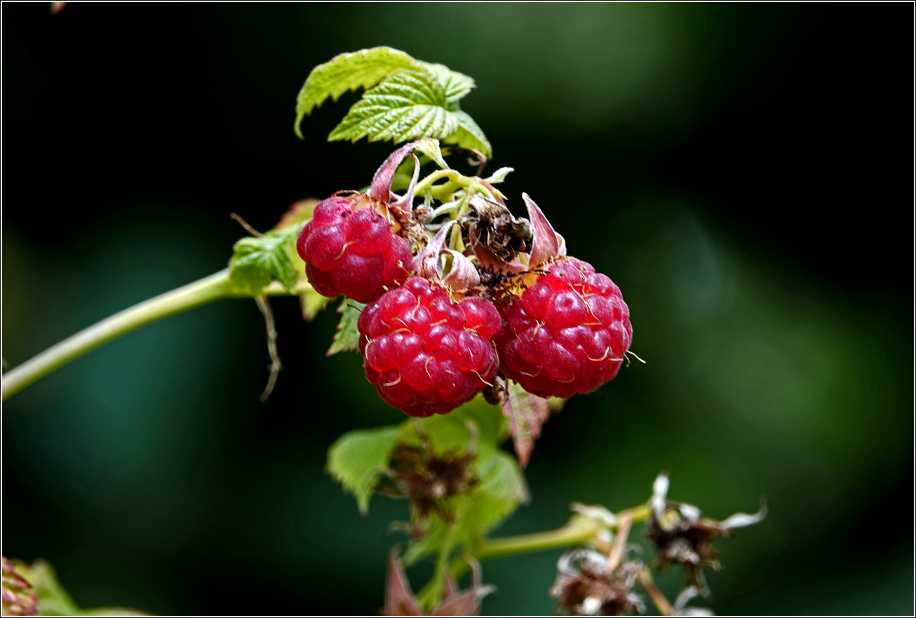 Изображение особи Rubus idaeus.