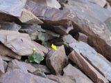 род Ranunculus