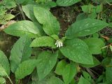 Symphytum grandiflorum. Цветущее растение. Краснодарский край, муниципальное образование город-курорт Сочи, Адлерский р-н, Кудепстинский сельский округ, окр. пос. Дубравный, Кудепстинский дендропарк, широколиственный лес. 05.07.2024.