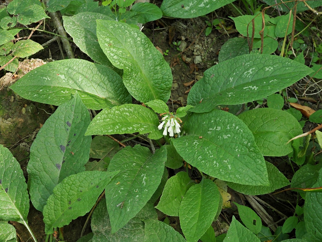Изображение особи Symphytum grandiflorum.