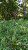 Veratrum nigrum. Цветущее растение. Тульская обл., Заокский р-н, памятник природы Зелёная зона дер. о. Велегож, лесная опушка. 09.08.2026.