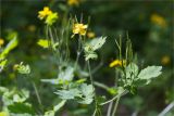 Chelidonium majus. Верхушка веточки с соцветием (цветок, бутон и незрелые плоды), бутонизирующим соцветием и соплодием. Республика Татарстан, окр. с. Камское Устье, дол. р. Волга, хвойно-широколиственный лес (с Pinus, Quercus, Ulmus, Acer), обочина грунтовой дороги. 01.06.2026.