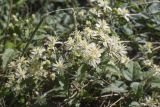 Clematis vitalba. Часть побега с соцветием. Испания, Каталония, пров. Жирона, комарка Баш Эмпорда, муниципалитет Тороэлья-де-Монгри, зарастающая кустарником и всокотравьем обочина полевой дороги. 11.09.2026.