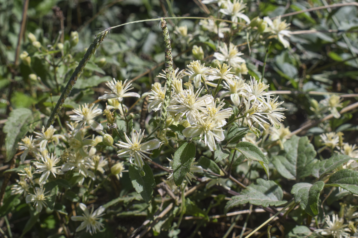 Изображение особи Clematis vitalba.