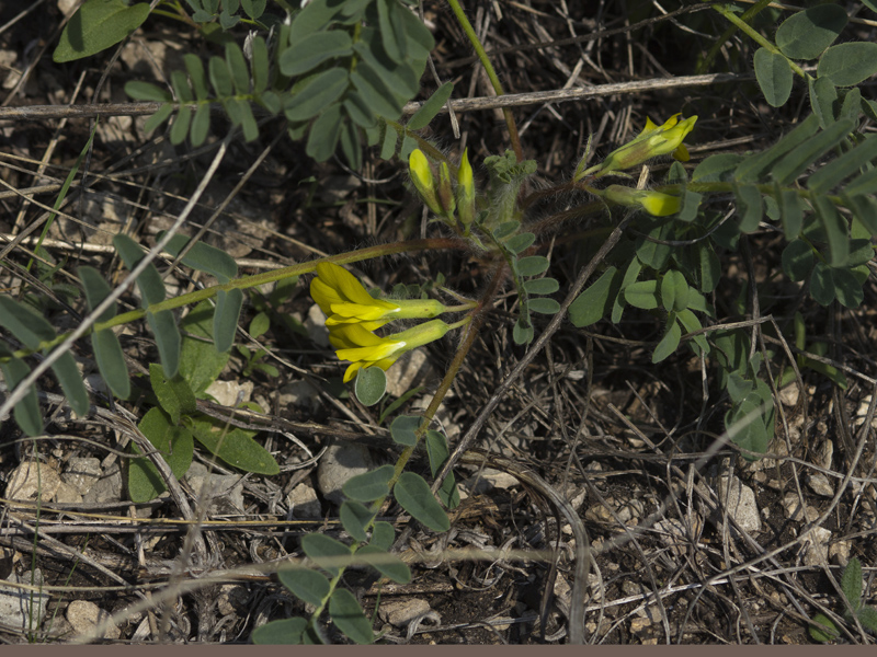 Изображение особи Astragalus wolgensis.