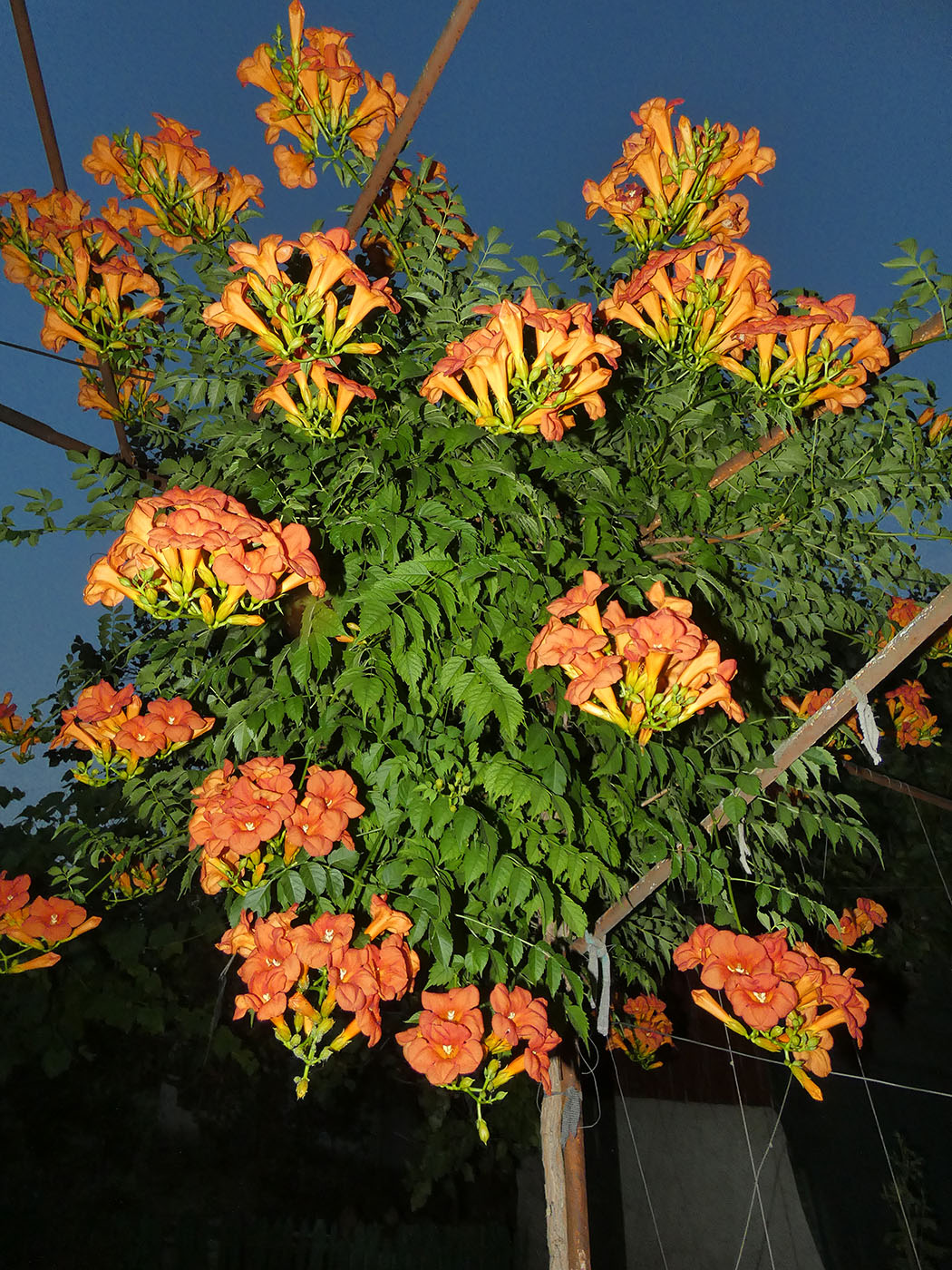 Изображение особи Campsis radicans.