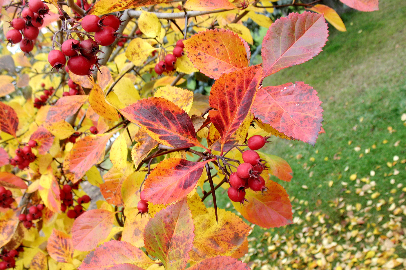 Image of genus Crataegus specimen.