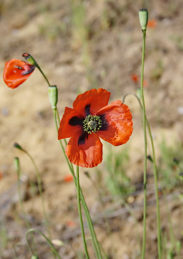 Image of Papaver laevigatum specimen.