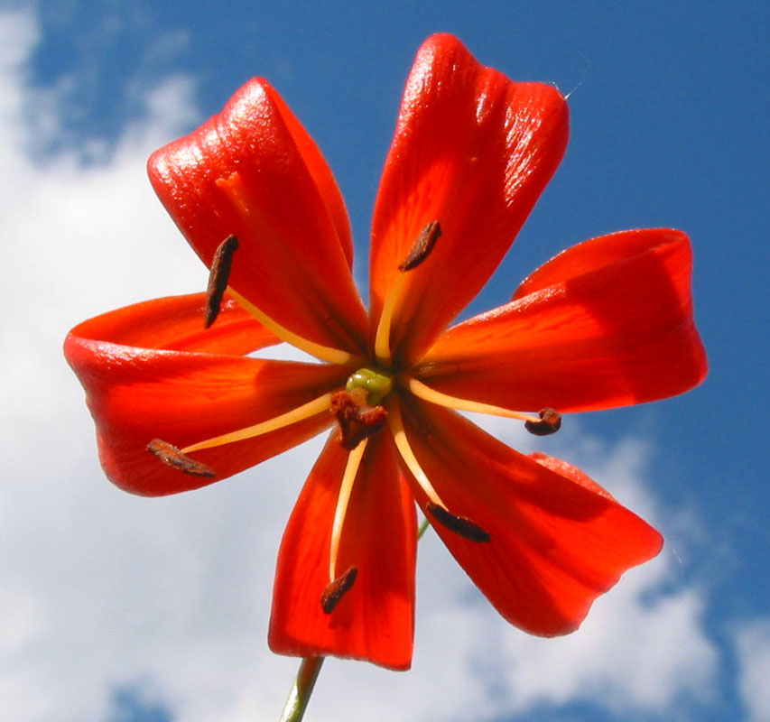 Image of Lilium pumilum specimen.