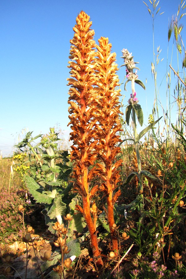 Изображение особи Orobanche callieri.