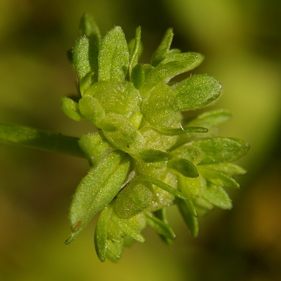 Изображение особи Valerianella locusta.