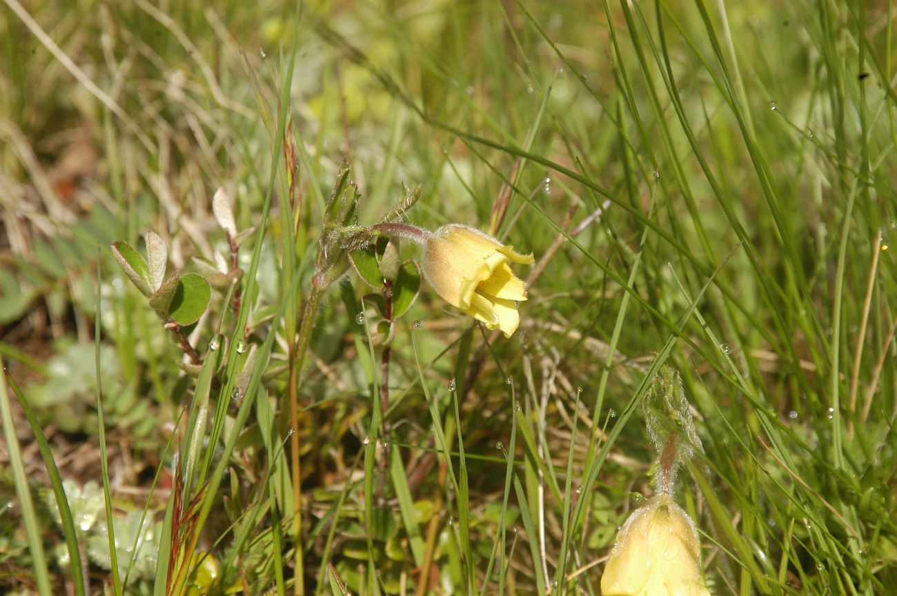 Изображение особи Pulsatilla albana.