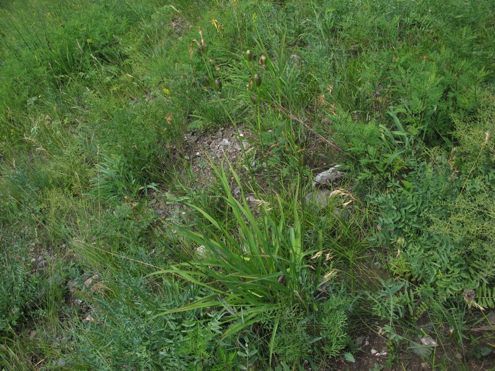 Изображение особи Hemerocallis minor.