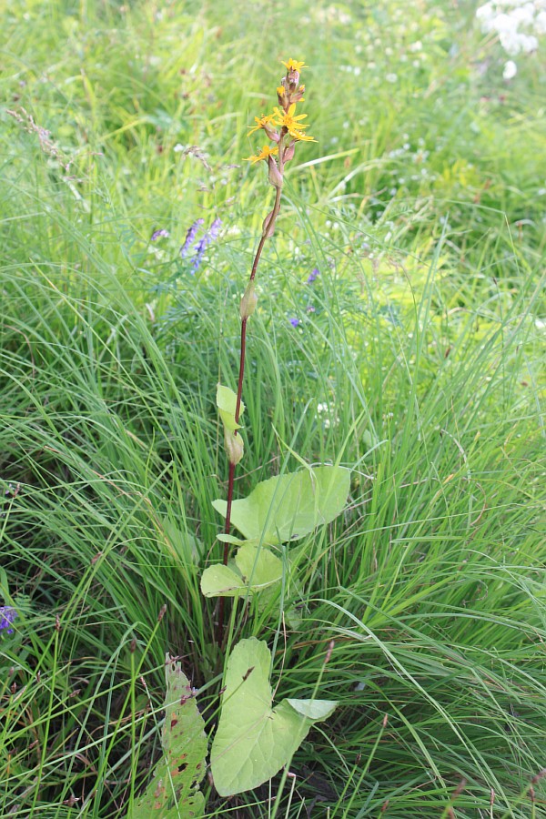 Image of Ligularia sibirica specimen.