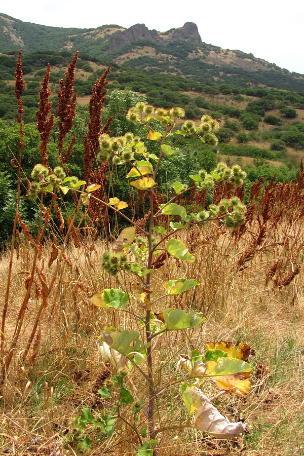 Image of Arctium nemorosum specimen.