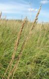 Calamagrostis neglecta