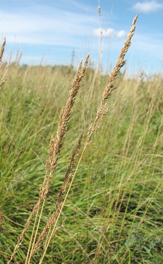 Image of Calamagrostis neglecta specimen.