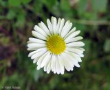 Bellis perennis