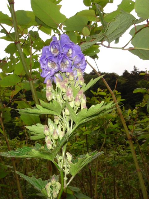 Image of Aconitum kunasilense specimen.