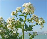 Crambe maritima