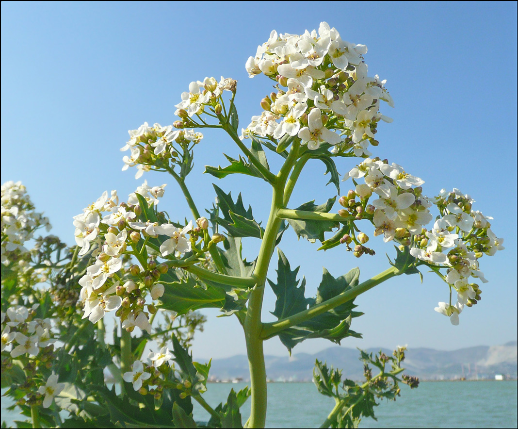 Изображение особи Crambe maritima.