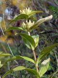 Gentiana cruciata. Верхушка побега с соплодиями. Ленинградская обл., Ломоносовский р-н, Кирхгофские высоты, луг на известняке. 25.09.2011.