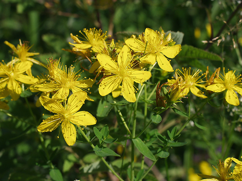 Изображение особи Hypericum perforatum.