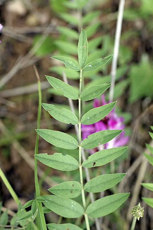 Image of familia Fabaceae specimen.
