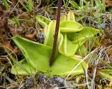 Pinguicula vulgaris