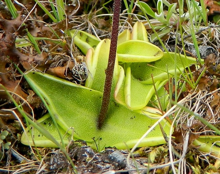 Изображение особи Pinguicula vulgaris.