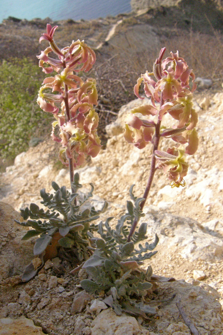 Image of Matthiola odoratissima specimen.