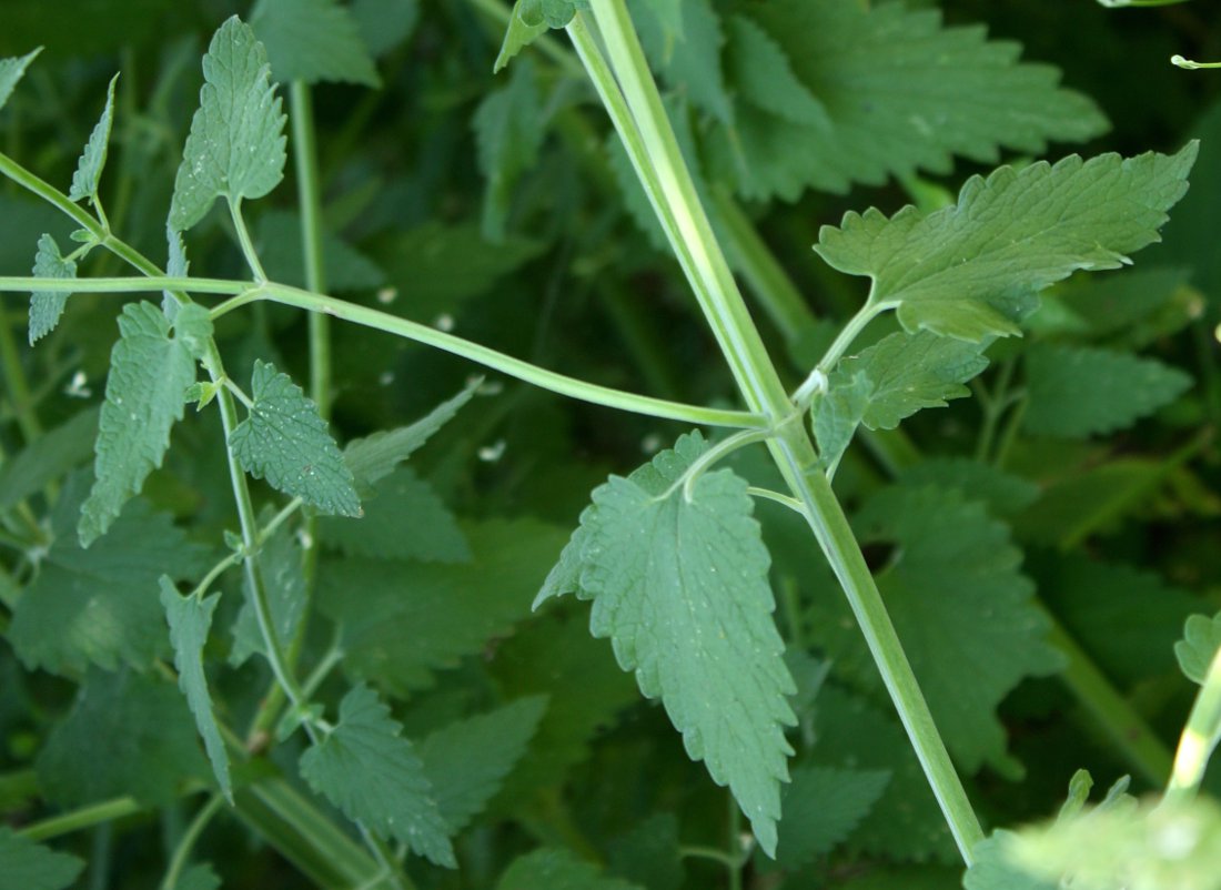Изображение особи Nepeta cataria.