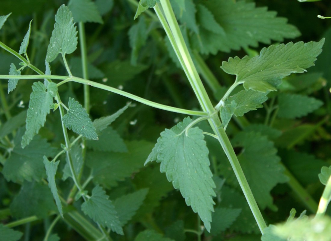 Изображение особи Nepeta cataria.