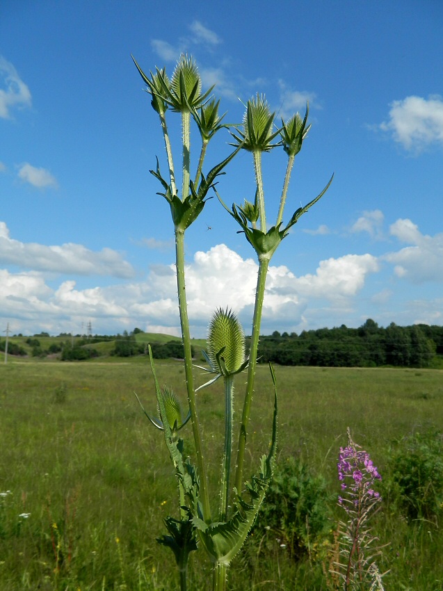 Image of Dipsacus laciniatus specimen.