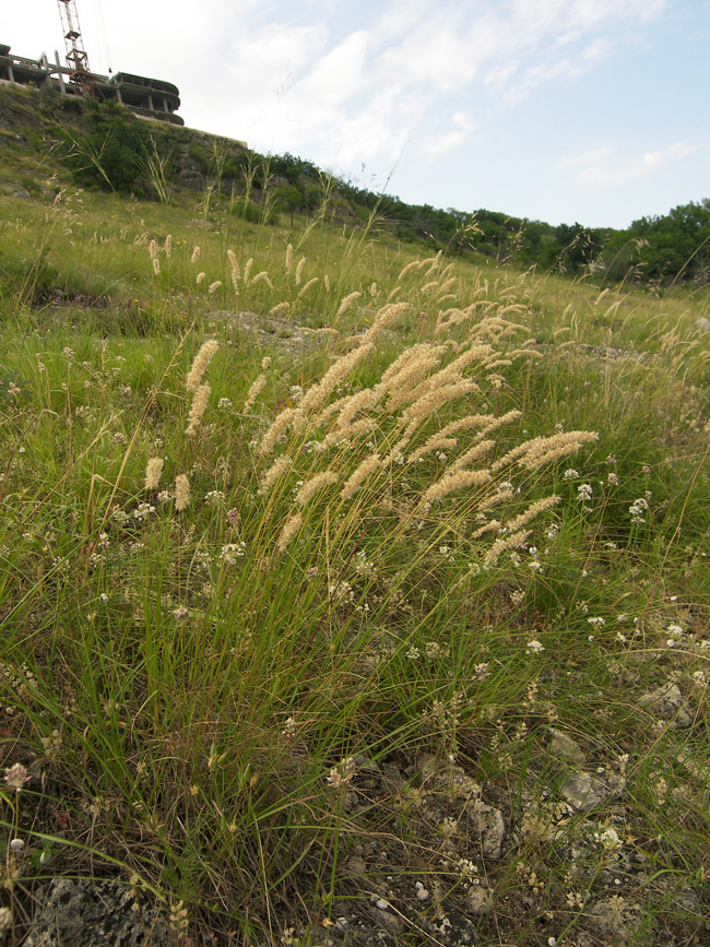 Image of Melica taurica specimen.