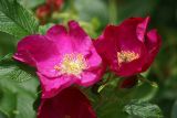 Rosa rugosa. Цветки. Московская обл., Раменский р-н, окр. дер. Хрипань, дачный участок. 10.07.2007.
