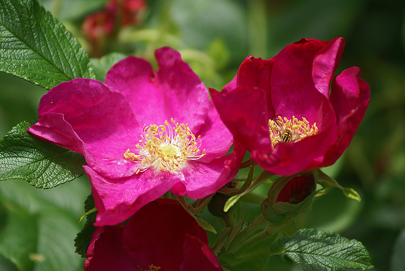 Изображение особи Rosa rugosa.