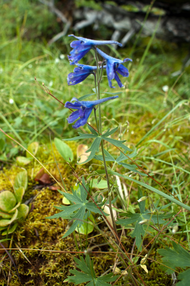 Image of genus Delphinium specimen.